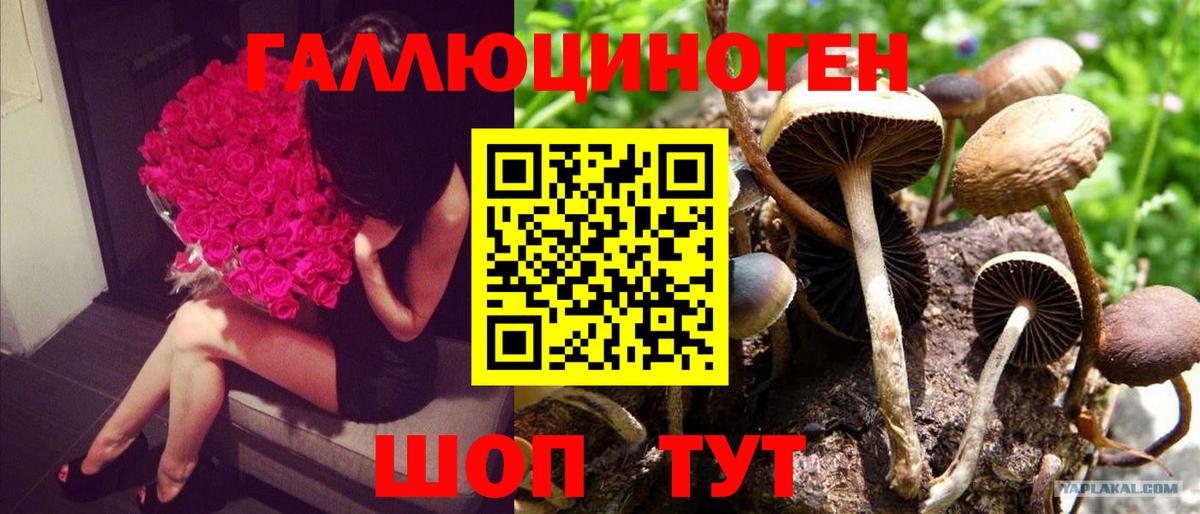 Клинцы  Псилоцибиновые грибы Cubensis  Вход с VPN 
